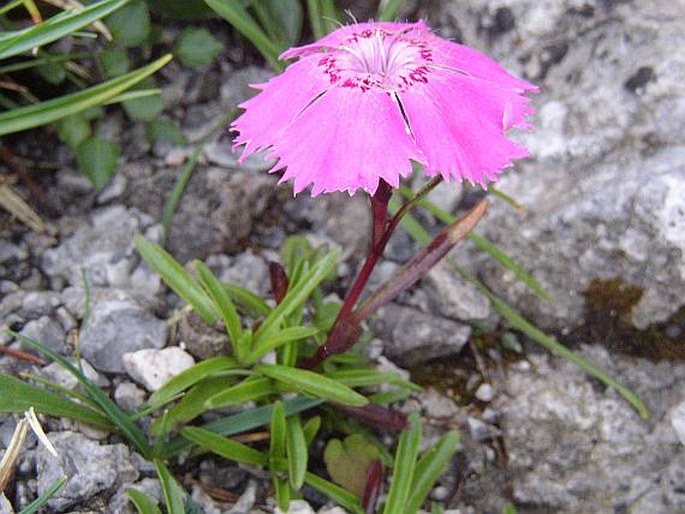 Dianthus alpinus