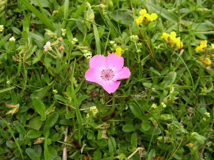 Dianthus alpinus