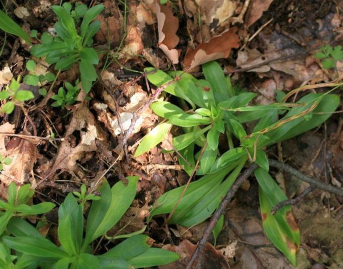 Dianthus barbatus