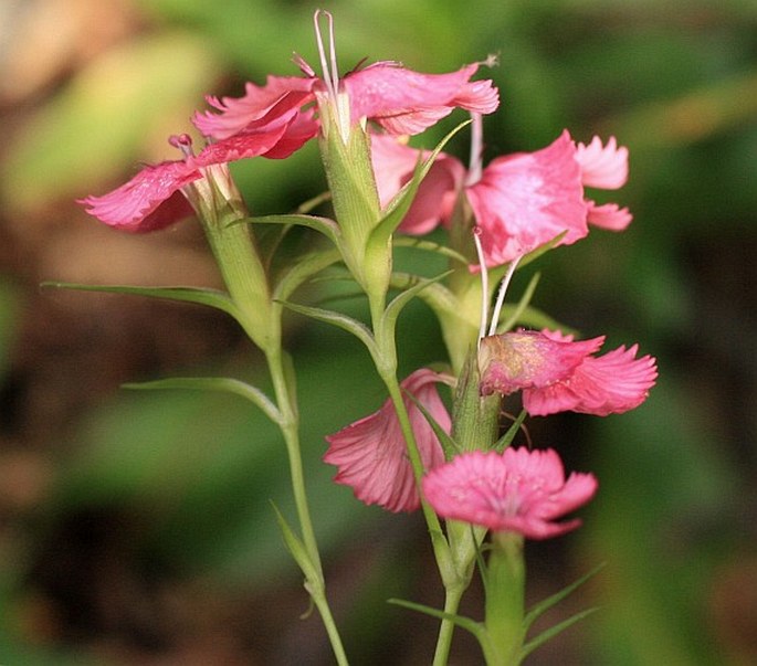 Dianthus barbatus