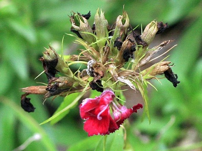 Dianthus barbatus