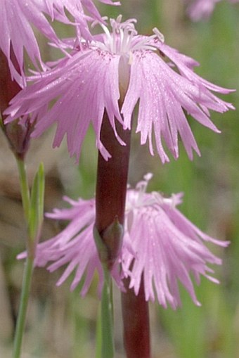 Dianthus plumarius subsp. blandus