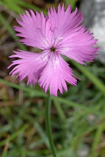 Dianthus plumarius subsp. blandus