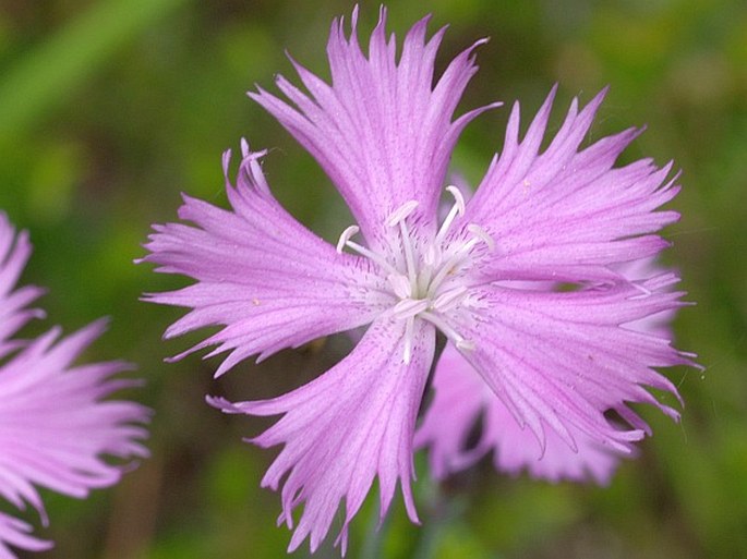 Dianthus plumarius subsp. blandus