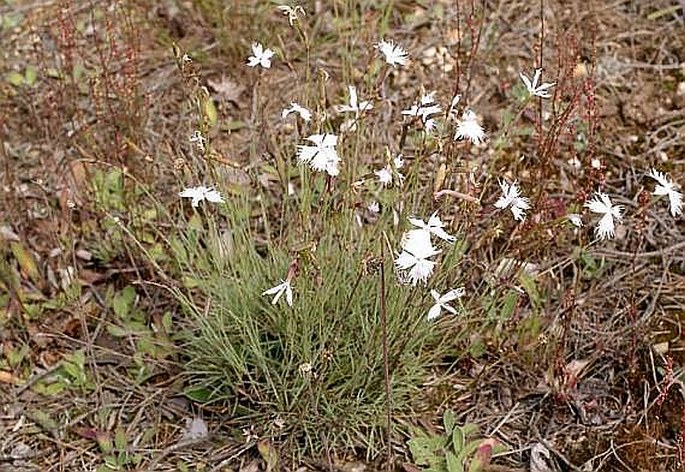 Dianthus arenarius bohemicus