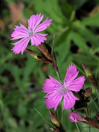 Dianthus carthusianorum L. subsp. capillifrons