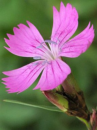 Dianthus carthusianorum L. subsp. capillifrons