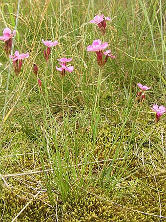 Dianthus carthusianorum subsp. carthusianorum