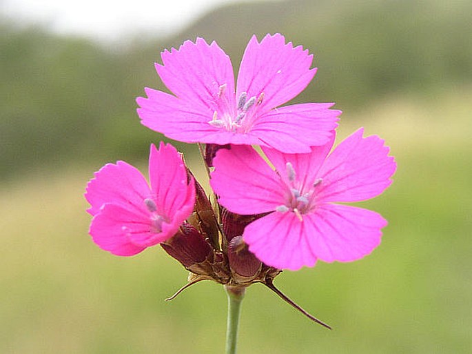 Dianthus carthusianorum subsp. carthusianorum