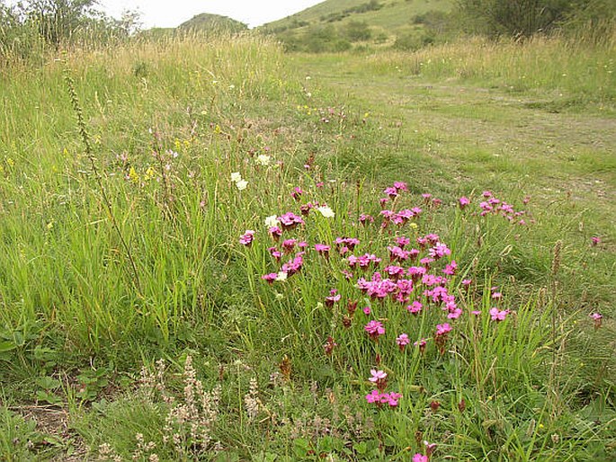 Dianthus carthusianorum subsp. carthusianorum