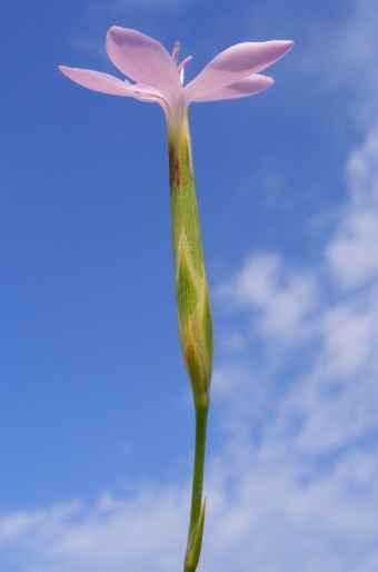 Dianthus ciliatus