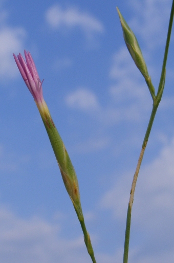 Dianthus ciliatus