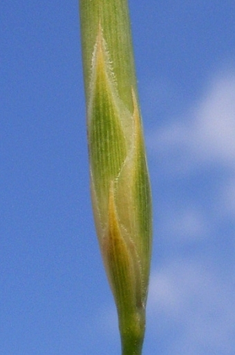 Dianthus ciliatus