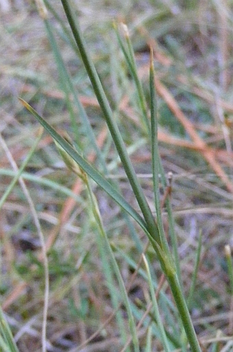 Dianthus ciliatus