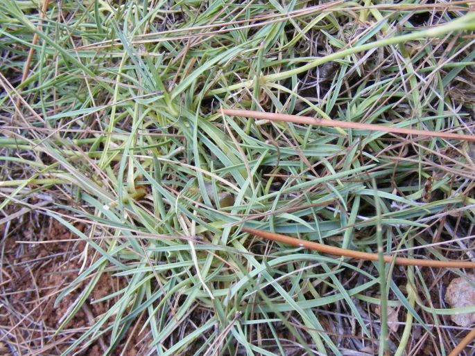 Dianthus ciliatus