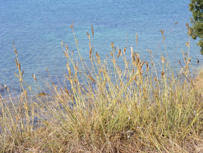 Dianthus ciliatus