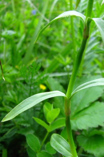 Dianthus compactus