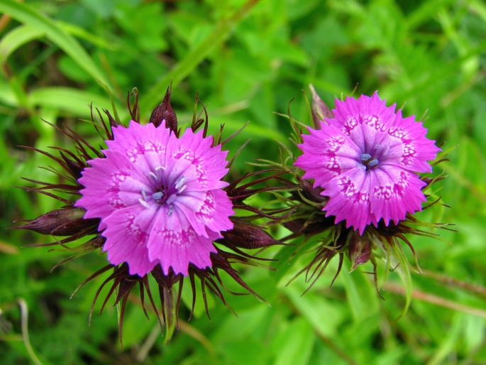 DIANTHUS BARBATUS subsp. COMPACTUS (Kit.) Nyman – hvozdík vousatý shloučený / klinček bradatý nakopený