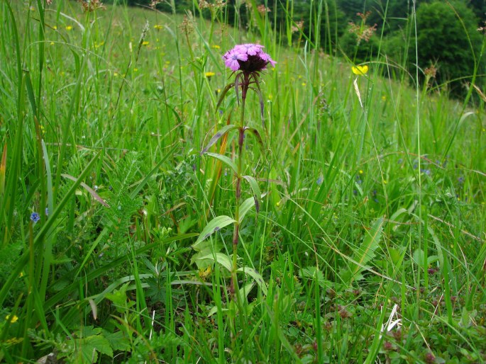 Dianthus compactus