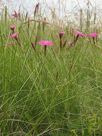 Dianthus deltoides