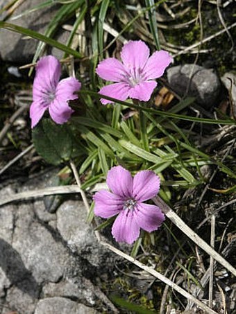 Dianthus glacialis