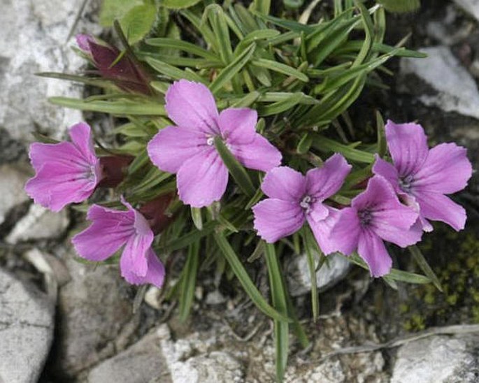 Dianthus glacialis