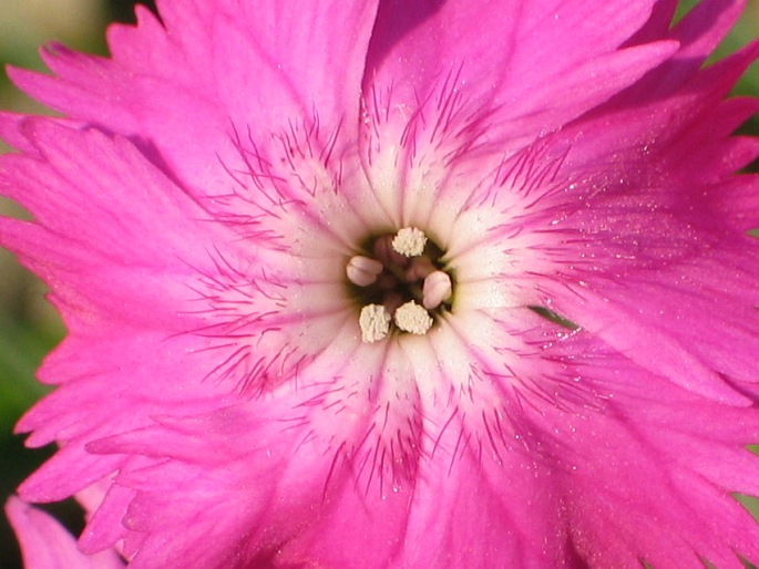 Dianthus gratianopolitanus