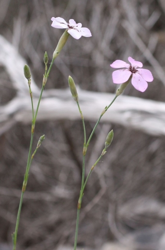 Dianthus integer