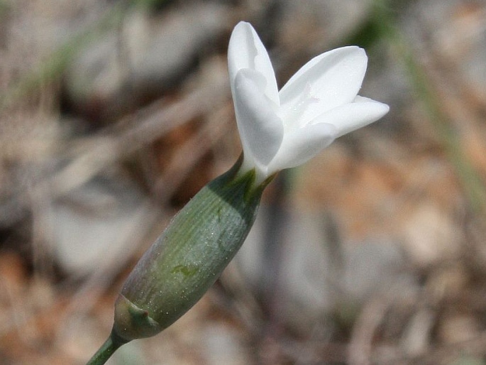 Dianthus integer