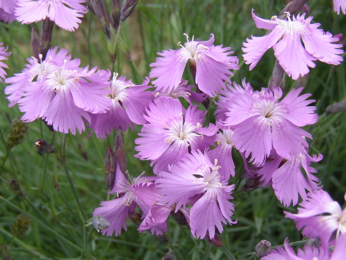 Dianthus moravicus