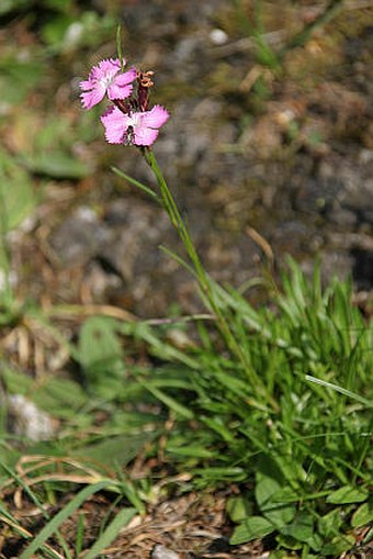 Dianthus nitidus