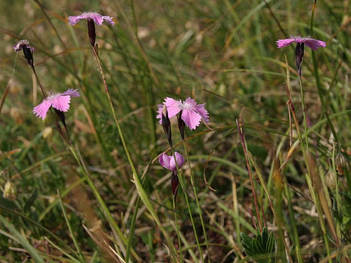 Dianthus nitidus