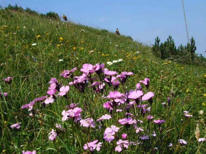 Dianthus nitidus