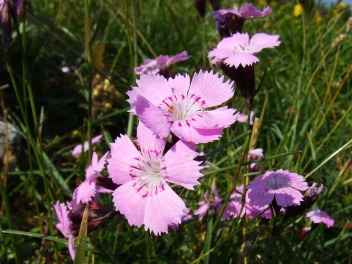 Dianthus nitidus