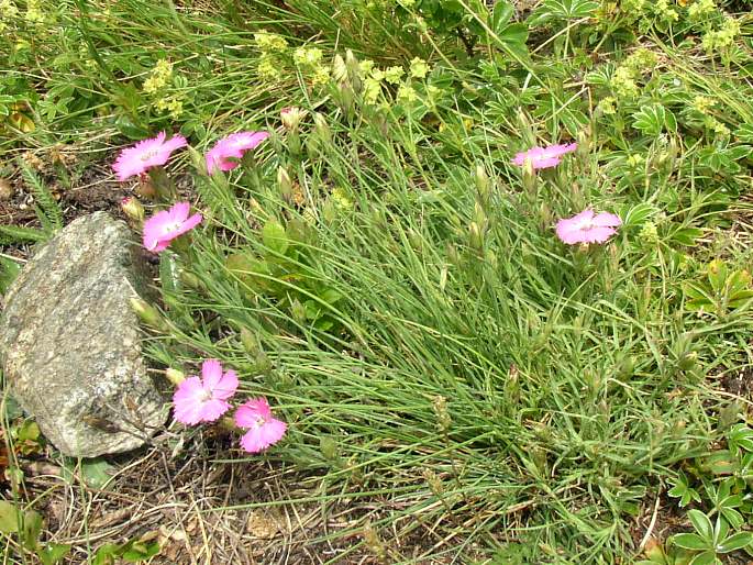 Dianthus pavonius