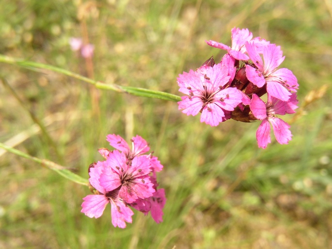 Dianthus pontederae