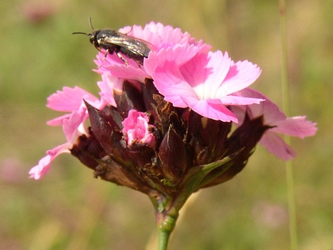 Dianthus pontederae