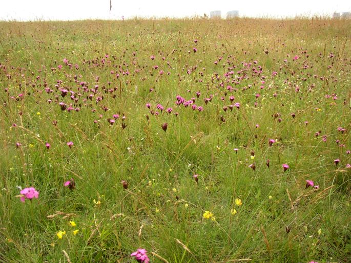 Dianthus pontederae