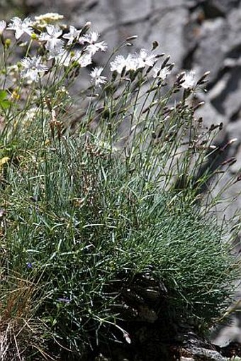 Dianthus praecox