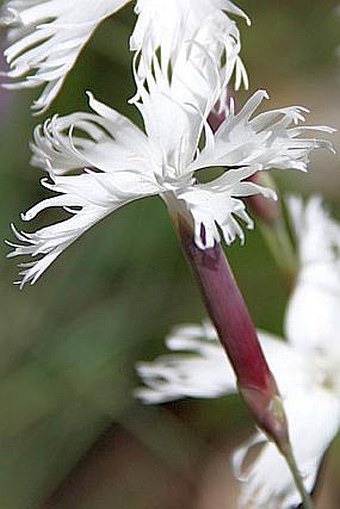 Dianthus praecox