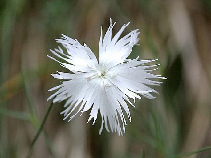 Dianthus praecox