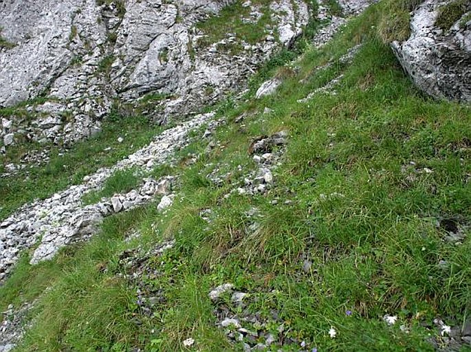 Dianthus praecox