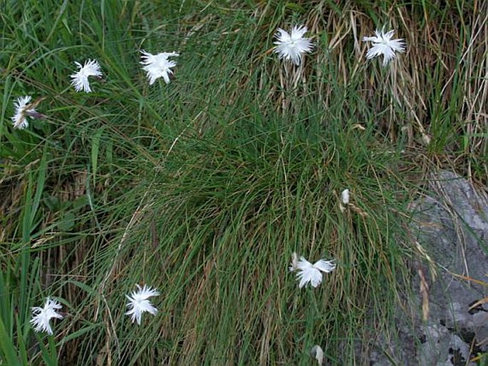 Dianthus praecox