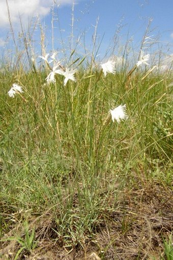 Dianthus serotinus