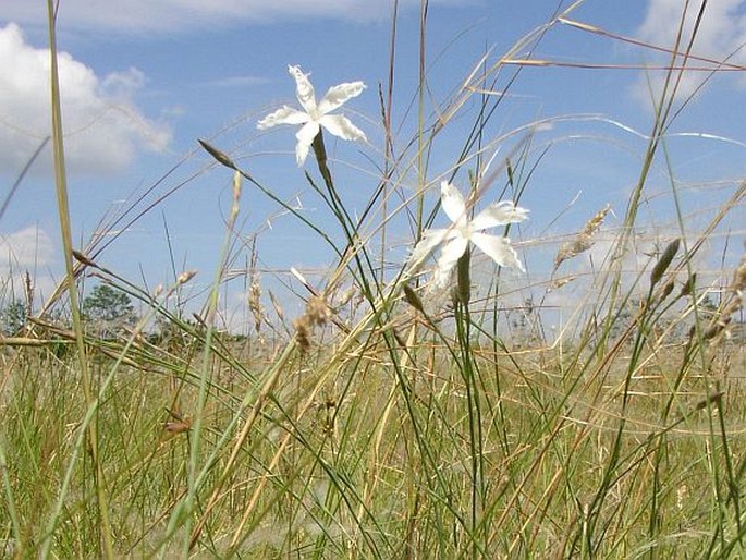 Dianthus serotinus