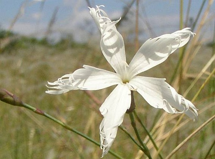 DIANTHUS SEROTINUS Waldst. et Kit. – hvozdík pozdní / klinček neskorý