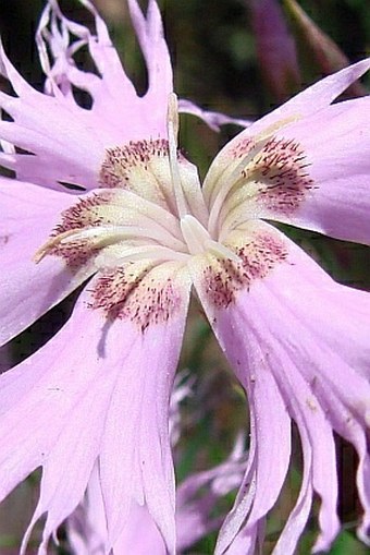 Dianthus sternbergii