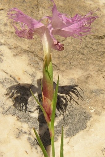 Dianthus sternbergii