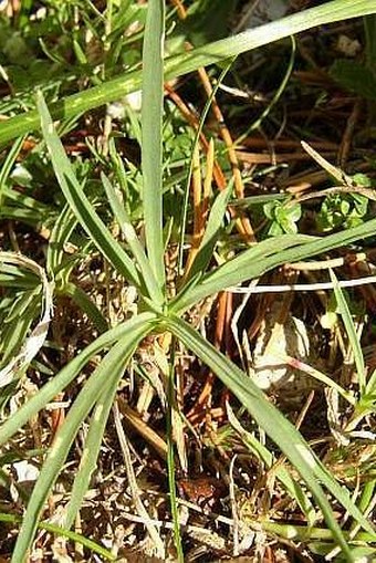 Dianthus sternbergii