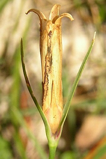 Dianthus sternbergii